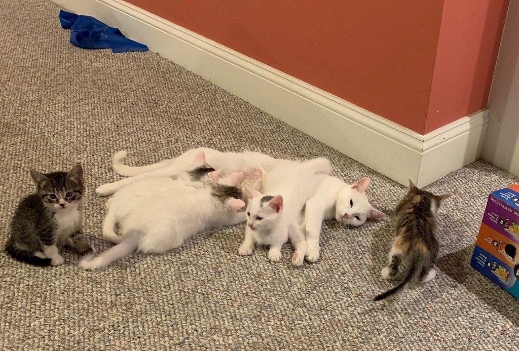 Foster Cats, Kittens, Dogs Saratoga County Animal Shelter